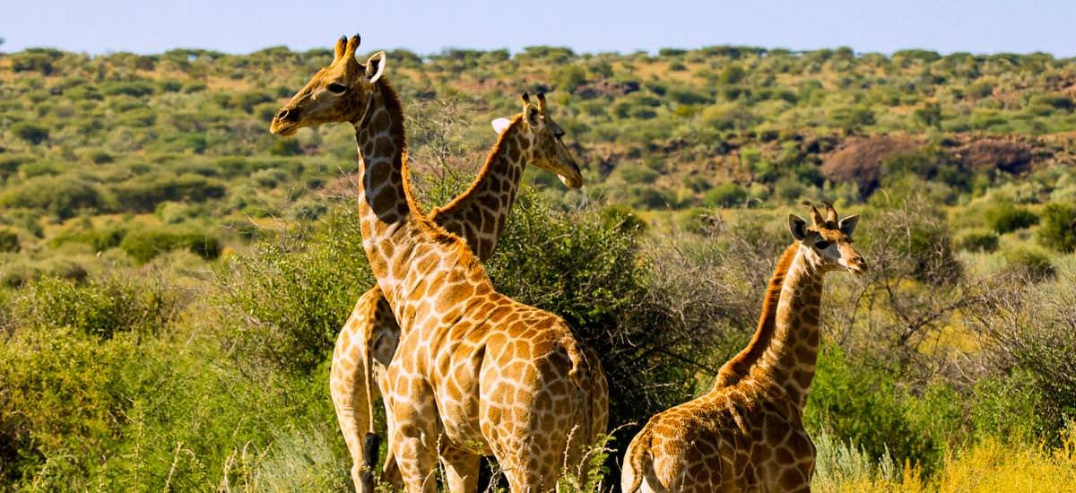 Giraffen in Onjala