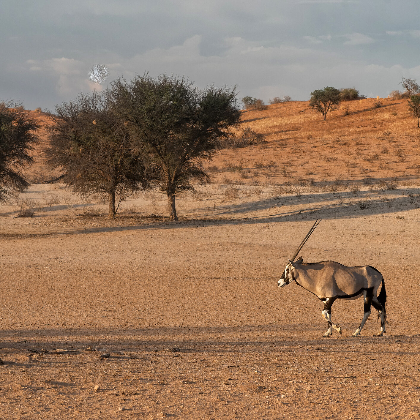 Safari abseits des Kruger Nationalparks