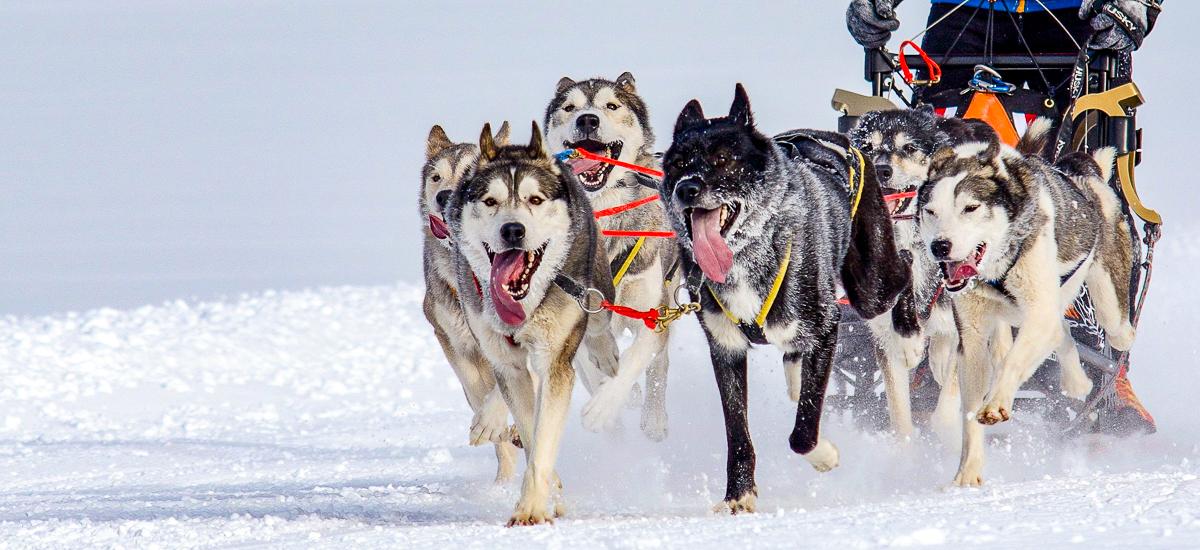 Schlittenhunde in verschneiter Landschaft