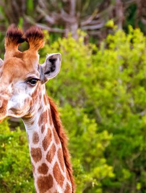 Giraffe über den Baumkronen