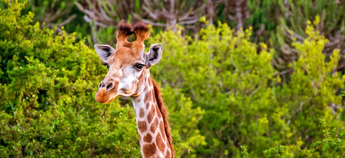 Giraffe über den Baumkronen