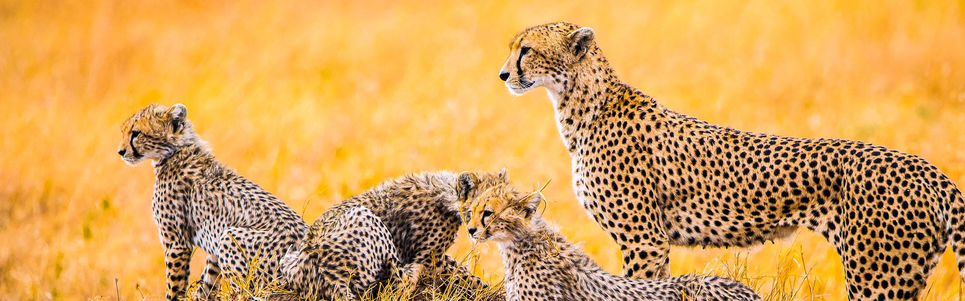 Geparden Familie in der Serengeti