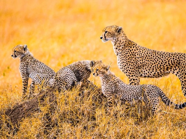 Geparden Familie in der Serengeti