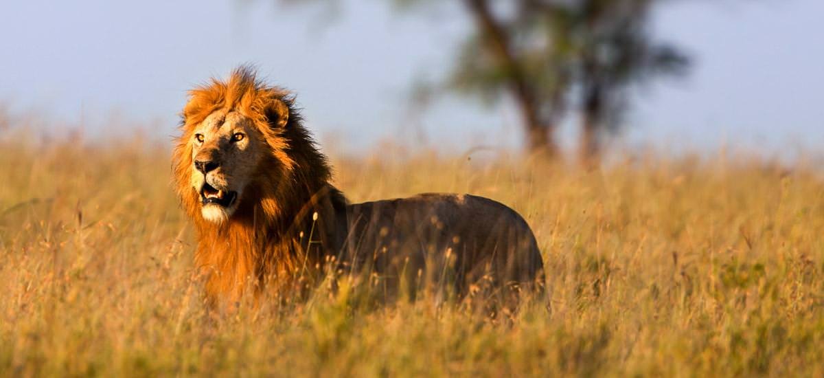 Löwe auf der Jagd in der Serengeti