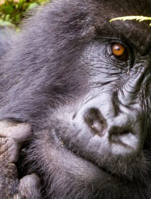 Auge in Auge mit dem Gorilla