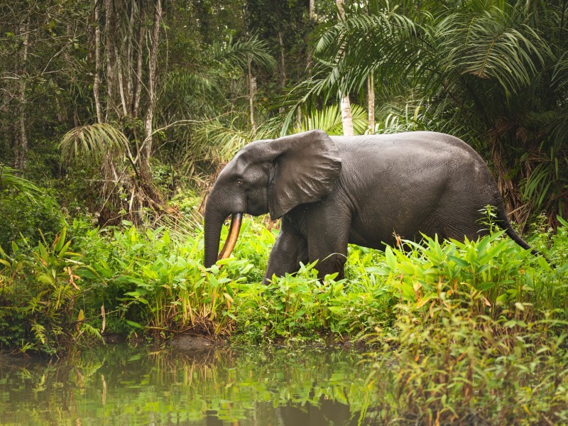 Elefant - Loango-Nationalpark - Gabun