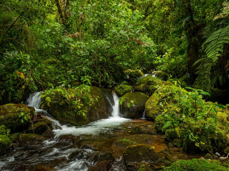 Fluss - La Amistad Nationalpark - Panama