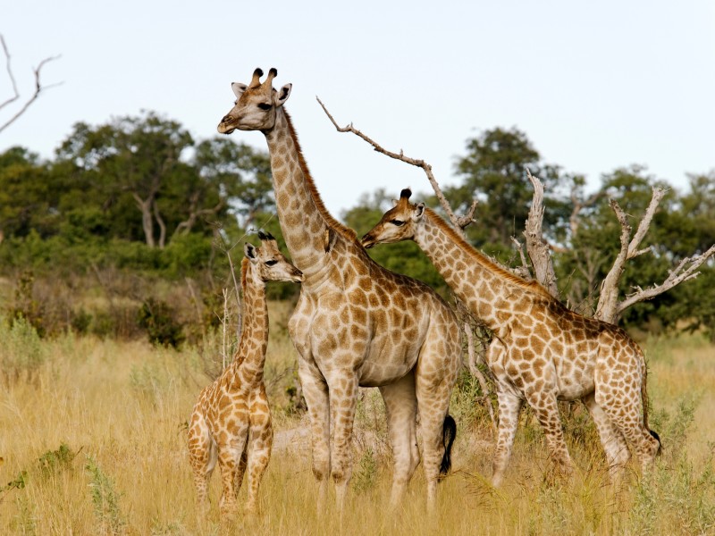 Giraffen - Selinda-Konzession - Botswana