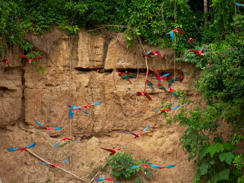 Papageien - Puerto Maldonado - Peru