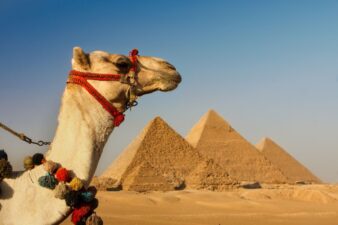 Kamel in der Wüste mit Pyramiden von Gizeh, Kairo, Ägypten im Hintergrund