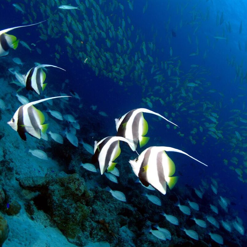 farbenfrohe Unterwasserwelt auf den Seychellen