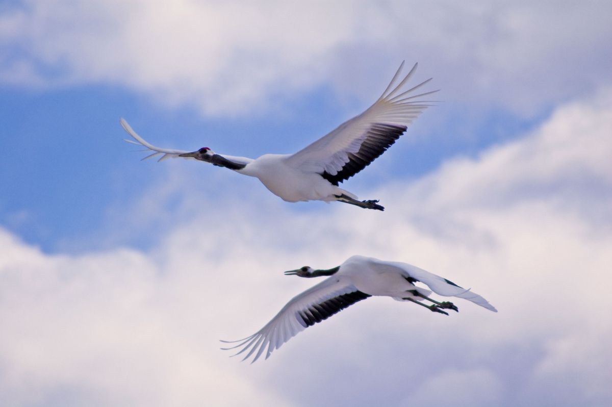 Mandschurenkraniche auf Hokkaido