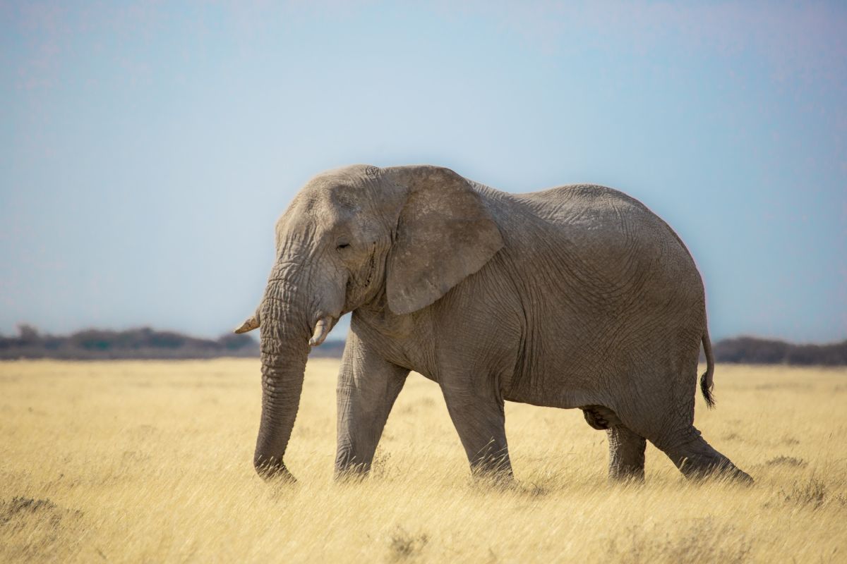 Elefant im Etosha-Nationalpark