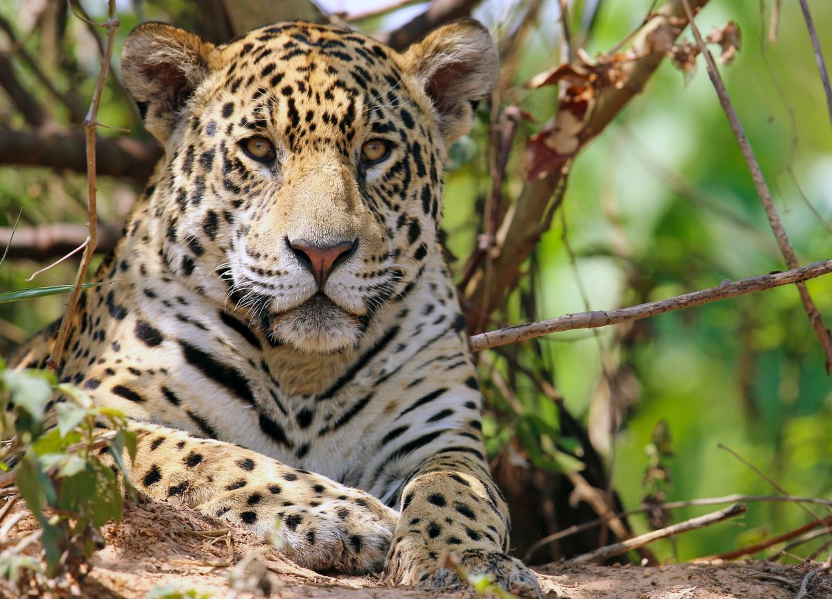 Jaguar