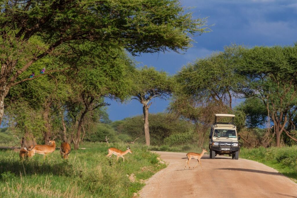 Safari im Tarangire-Nationalpark