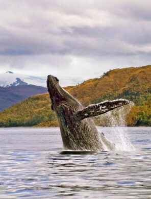Walbeobachtung bei Punta Arenas