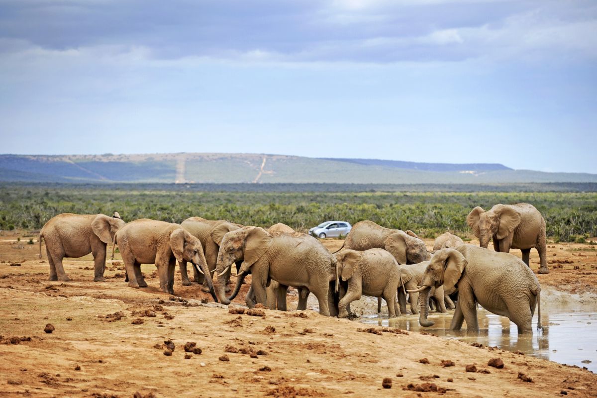 Elefanten im Addo-nationalpark