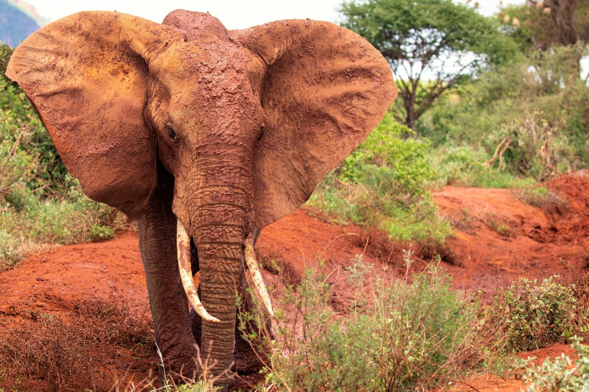 Im Tsavo-Ost-Nationalpark sind die Elefanten rot nach einem Staubbad in der eisenoxidhaltigen Lateriterde