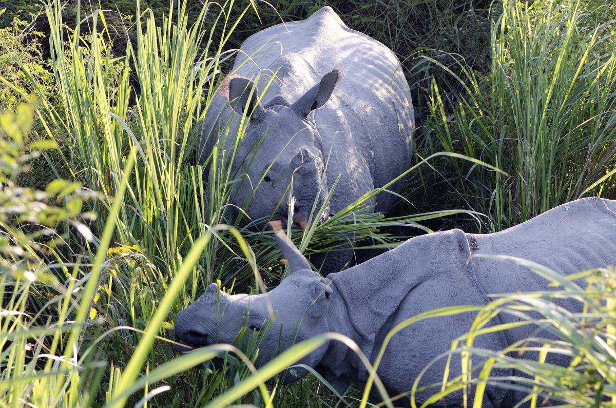 Panzernashorn im Kaziranga NP
