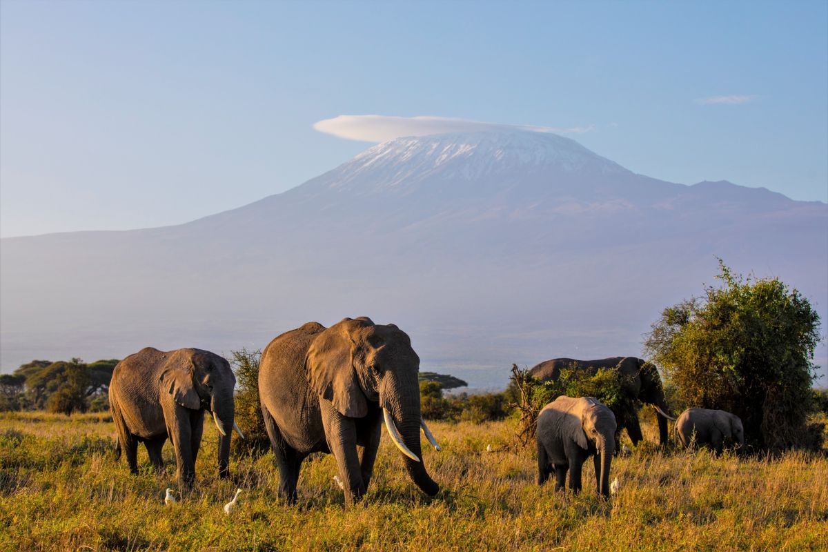 Elefanten vor der Kulisse des Kilimanjaro