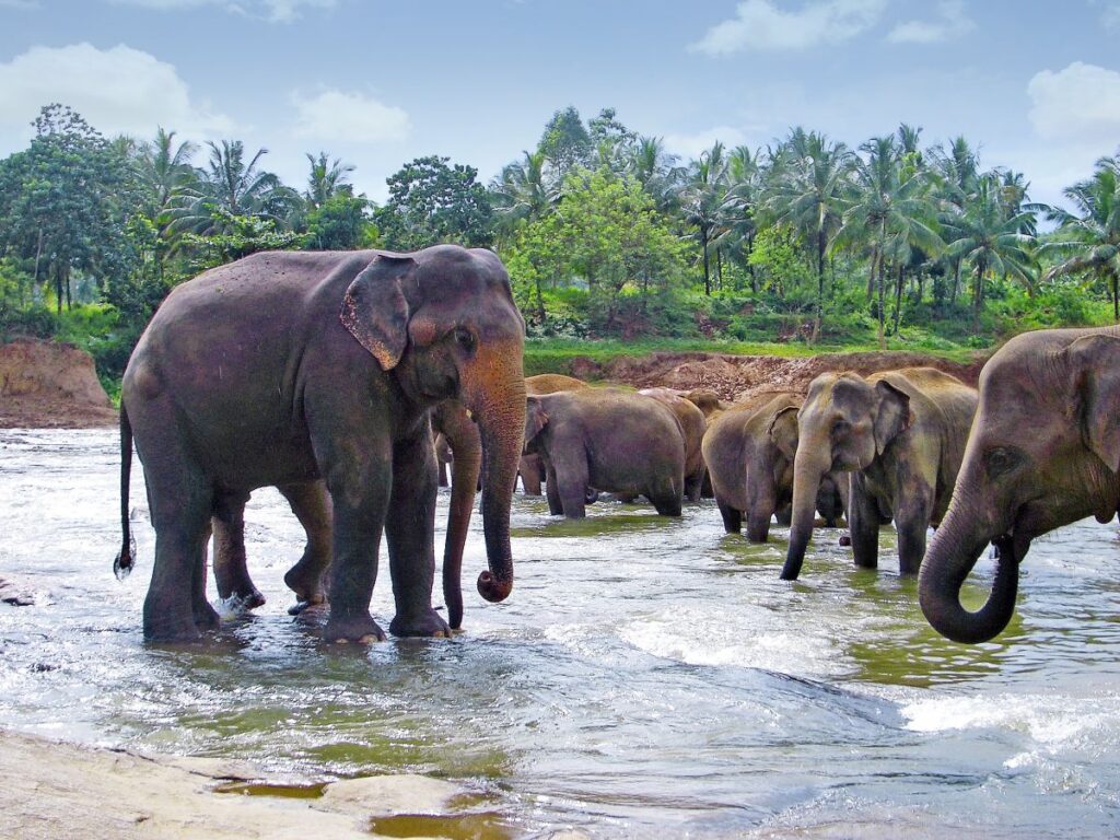 Natürlich erleben – Sri Lanka, Leoparden und Löwenfelsen