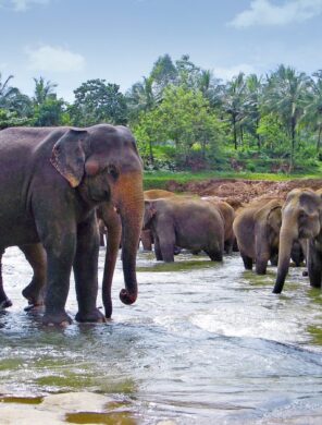 Elefanten in Sri Lanka beobachten