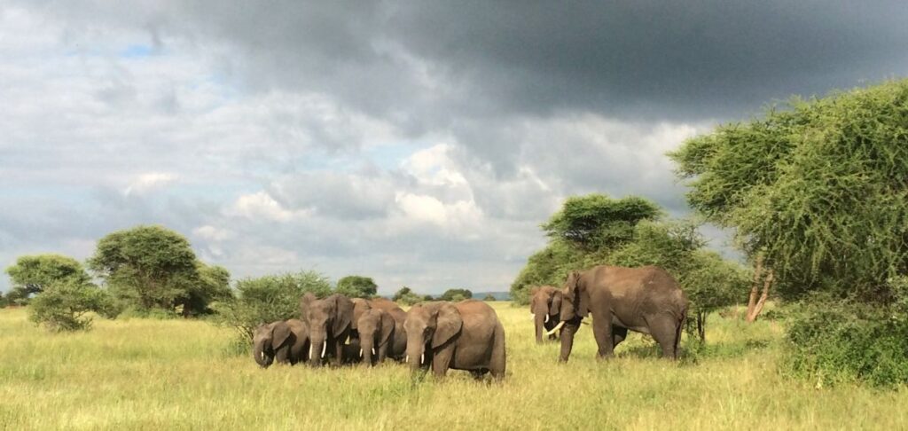 Elefanten im Tarangire-Nationalpark