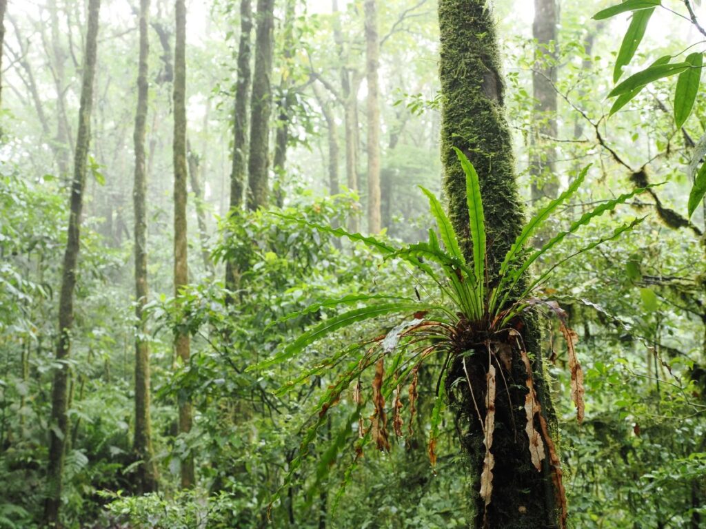 Der Nebelwald aus der Vogelperspektive: im Santa Elena Reservat in Monteverde