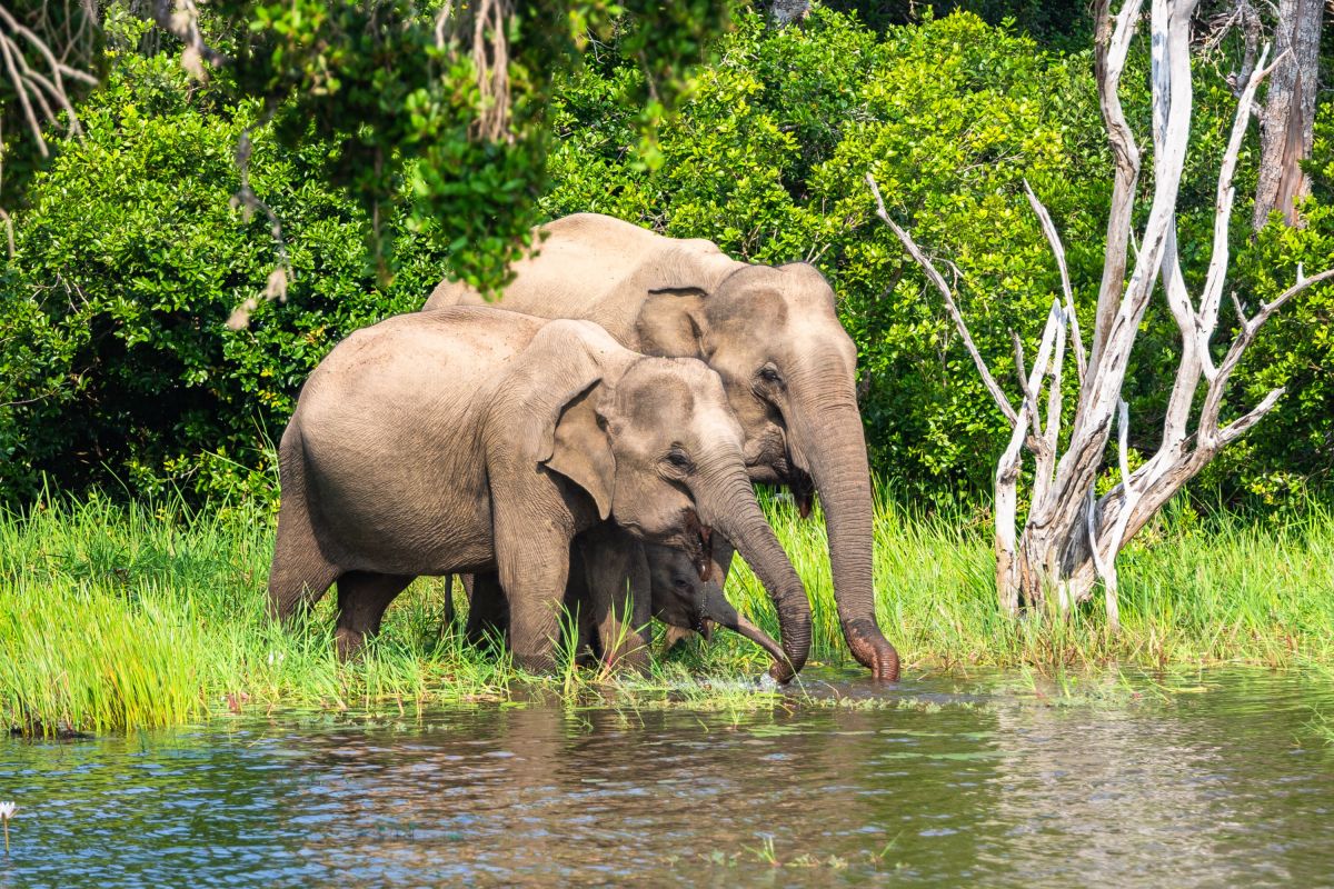 Yala Nationalpark