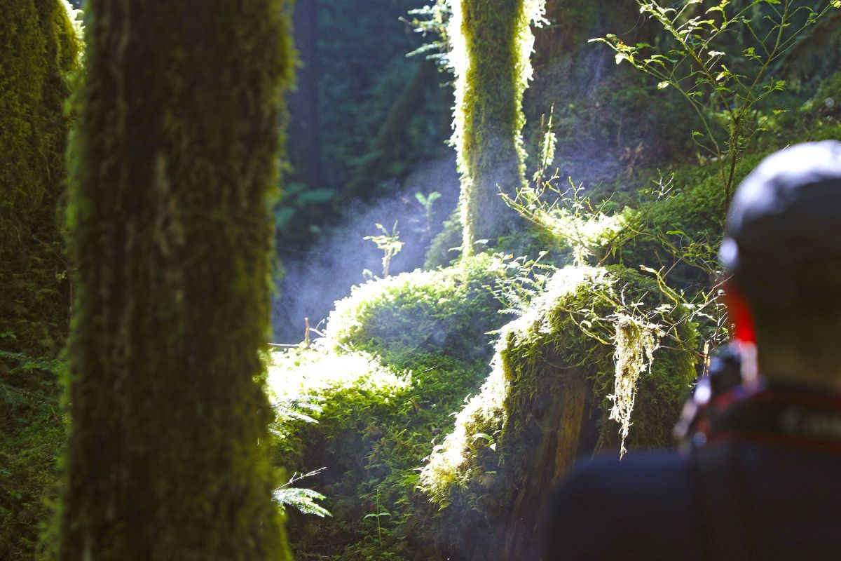 Wanderer und Lichtspiel im Regenwald