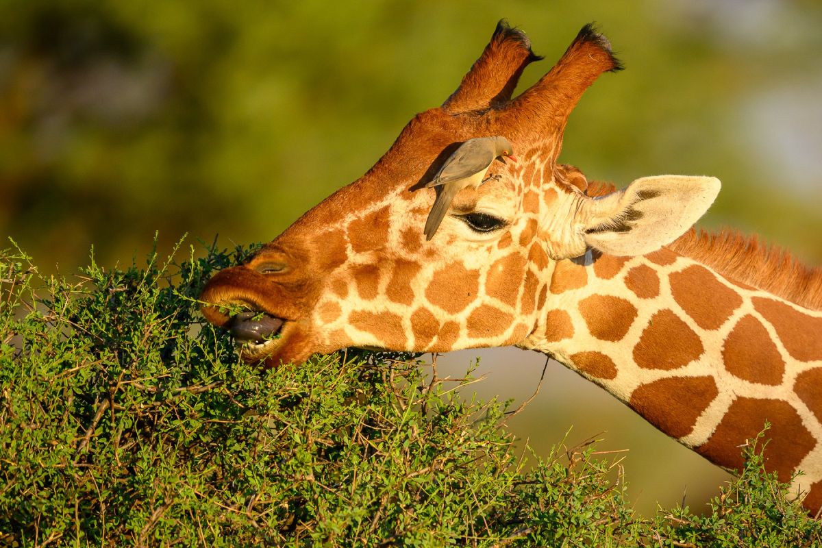Netzgiraffe mit Madenhacker im Samburu
