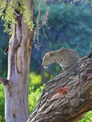 Ein Leopard im Samburu