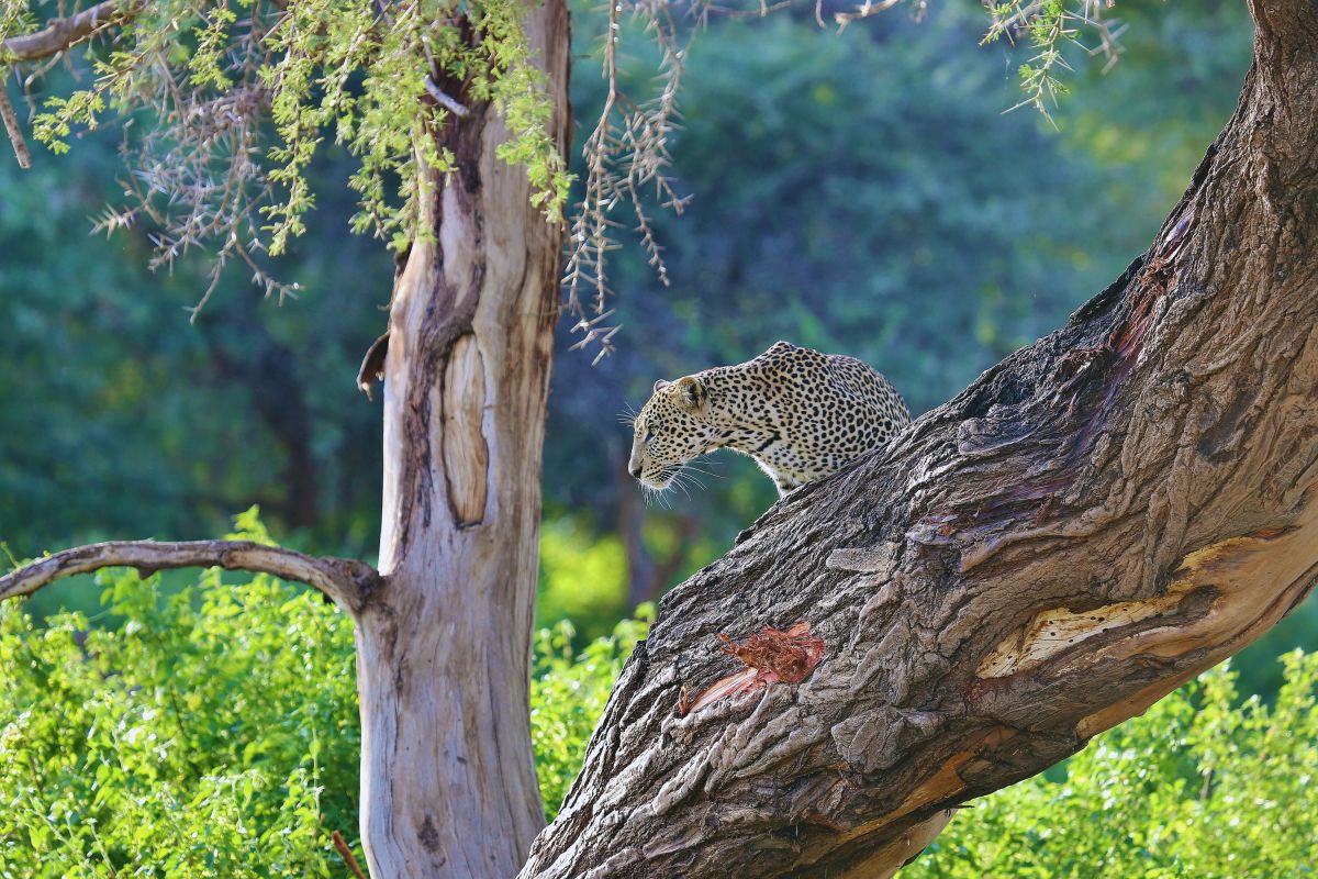 Ein Leopard im Samburu