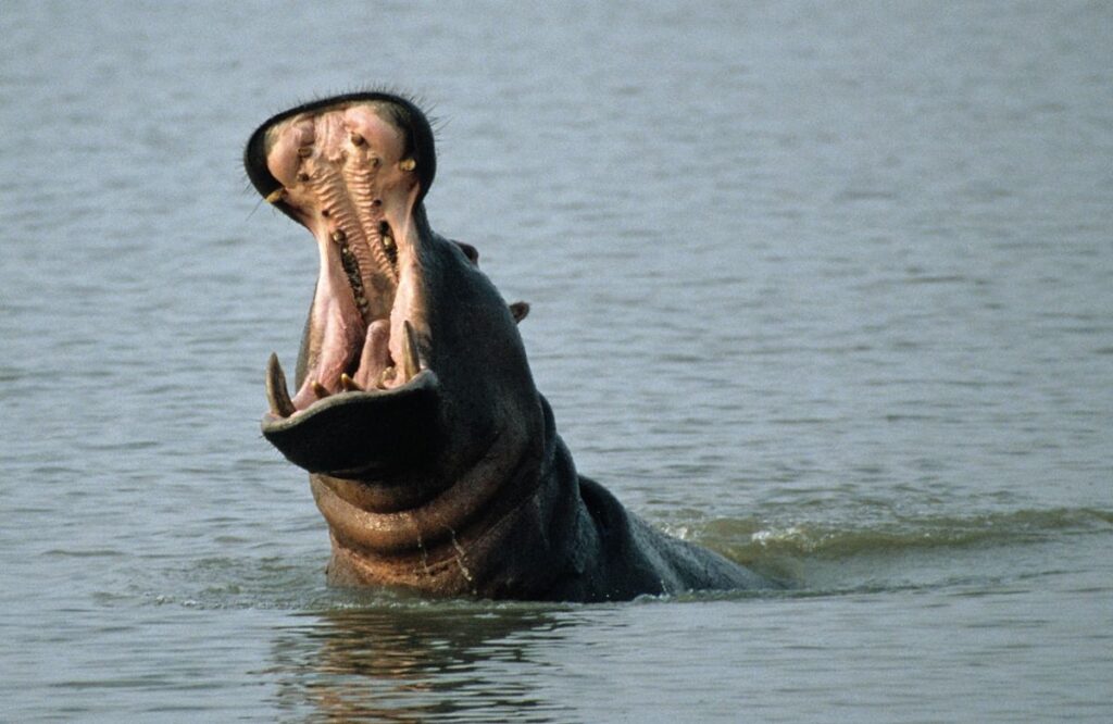Nilpferd im Wasserloch, iSimangaliso Wetland Park, Südafrika