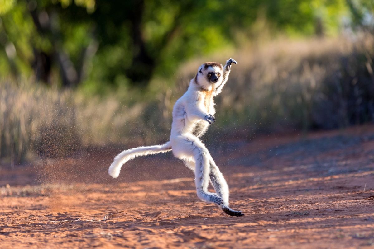 Sifaka