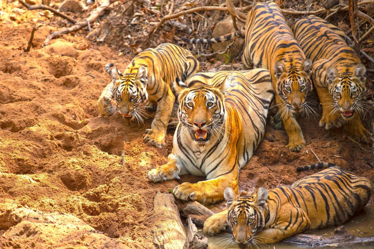 Tiger Thor mit Familie im Tadoba-Nationalpark