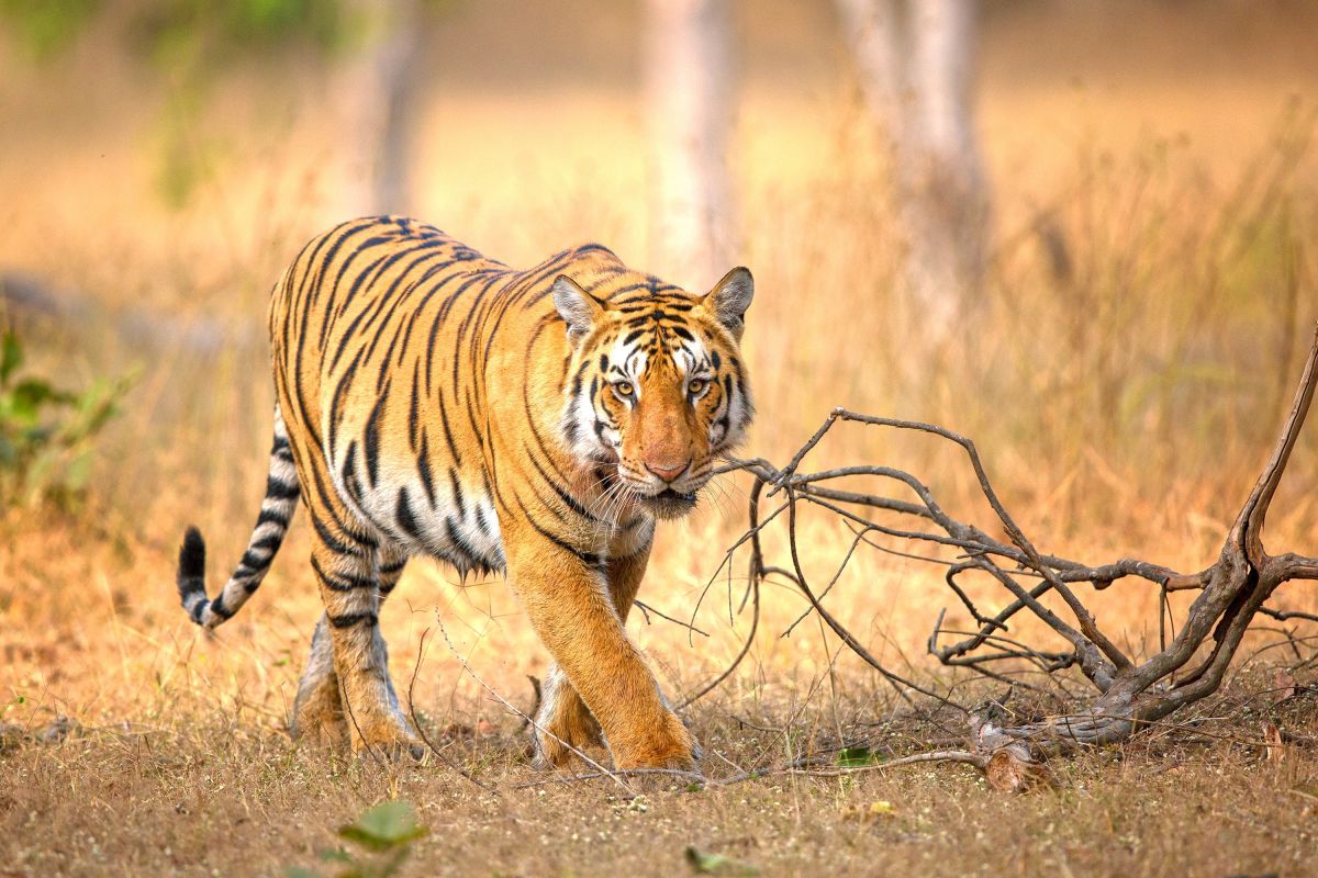 Tiger im Pench NP