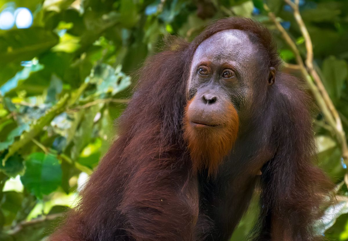 Orang-Utan in Kinabatangan auf Borneo