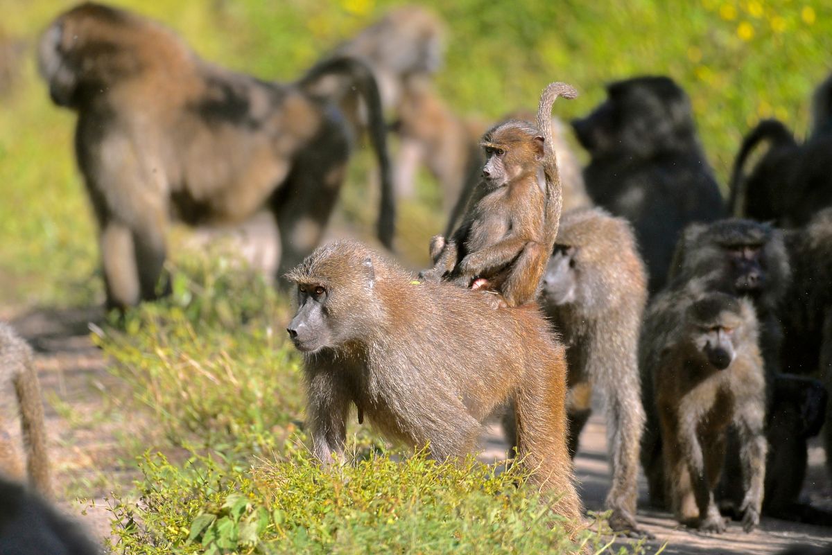Paviane im Lake Manyara NP