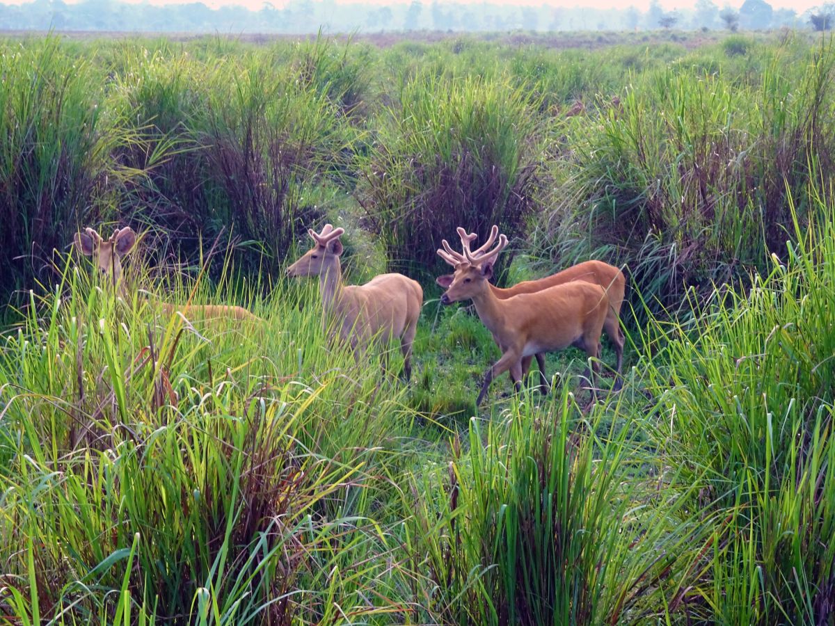 Kaziranga-Nationalpark