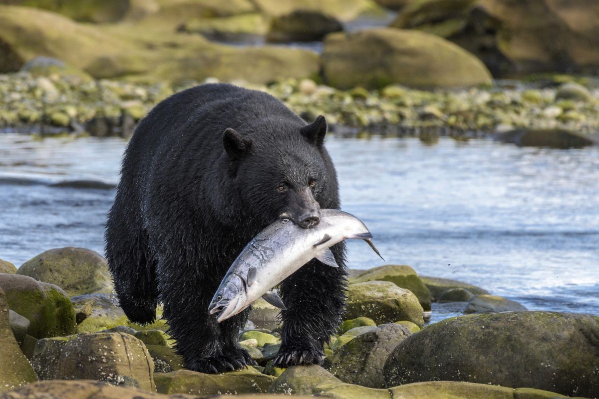 Großer Schwarzbär mit gefangenem Fisch an der Küste bei Port Hardy, Vancouver Island