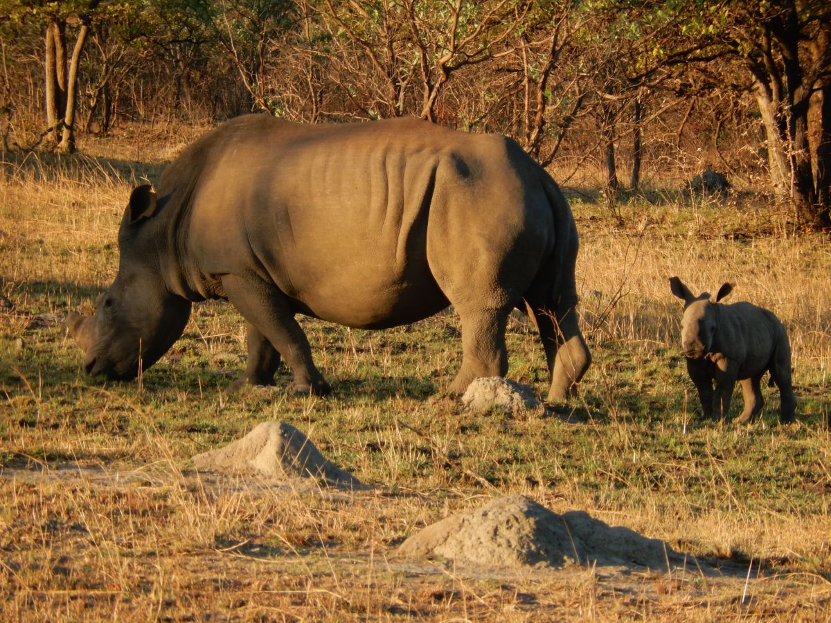 Matobo-Nationalpark, Simbabwe