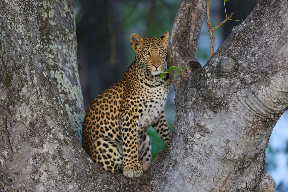 Leopard im Okavango-Delta