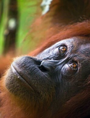 Orang-Utan-Weibchen auf Borneo