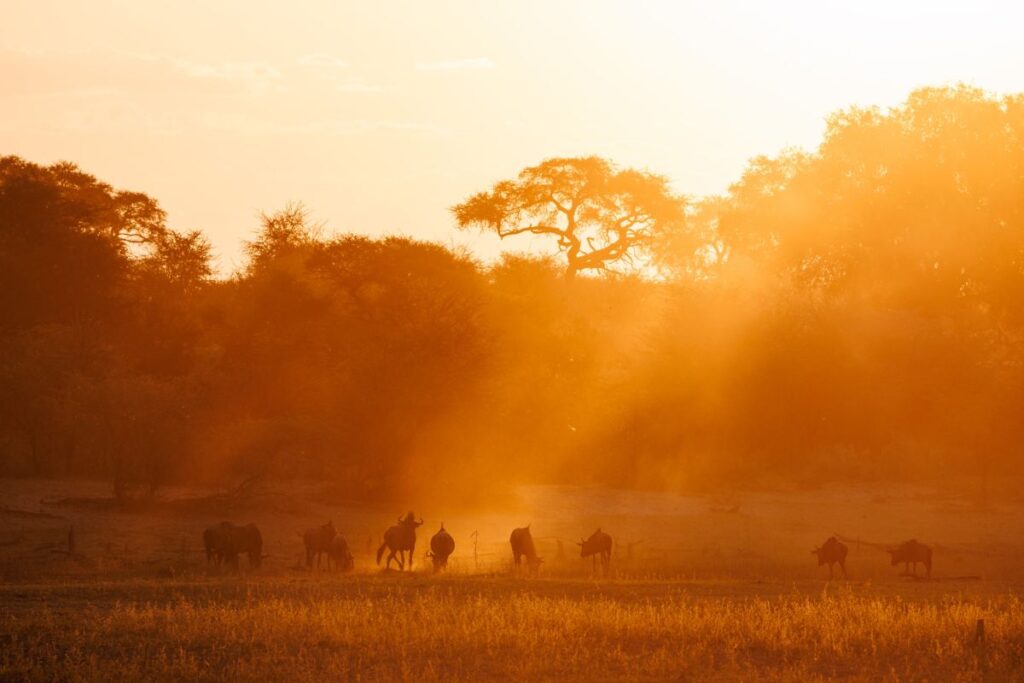 Gnus im Abendlicht, Makgadikgadi Pans National Park
