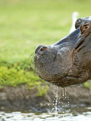 Flusspferd, Chobe