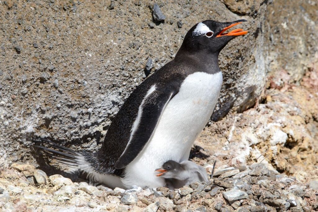 Eselspinguin mit Küken, Brown Bluff, Antarktische Halbinsel