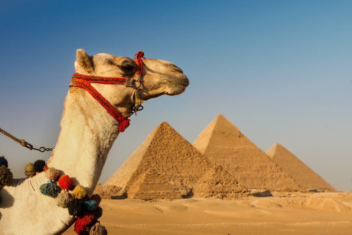 Kamel in der Wüste mit Pyramiden von Gizeh, Kairo, Ägypten im Hintergrund