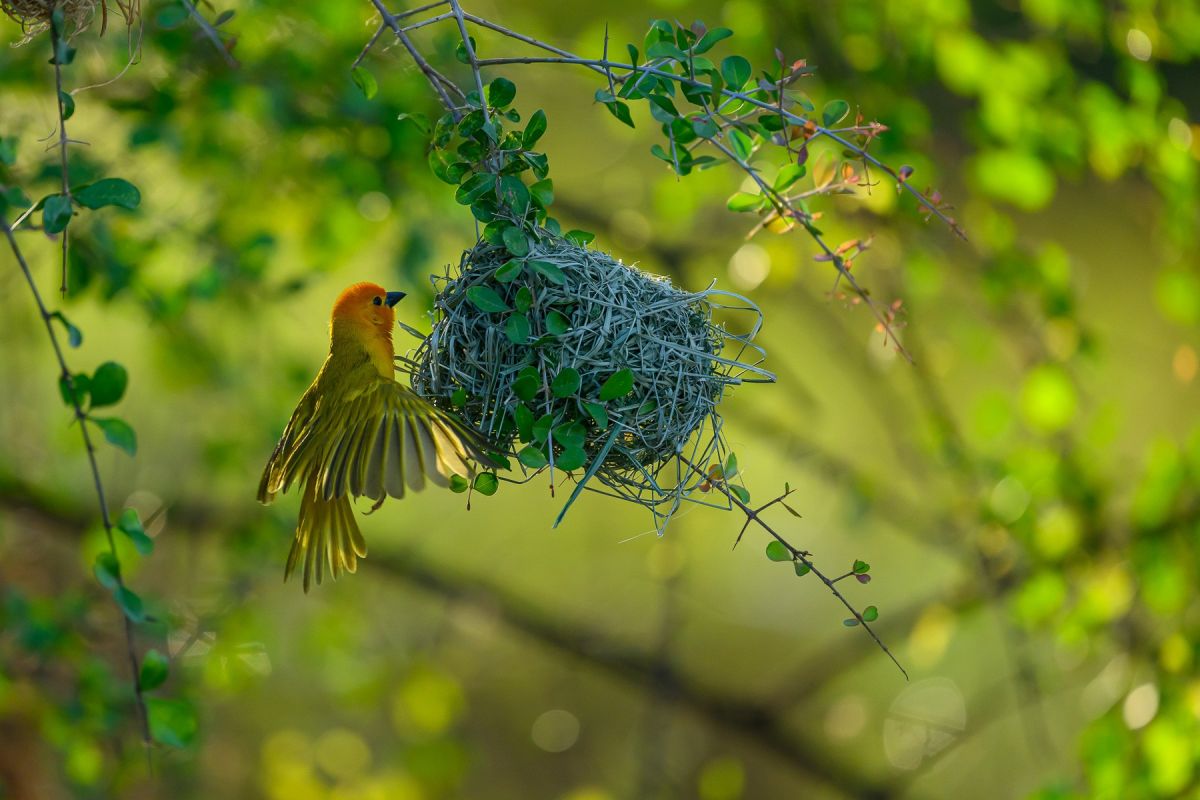 Webervogel am Nest im Samburu