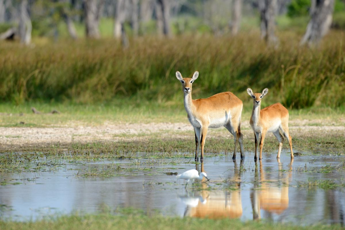 Rote Lechwes, Moremi